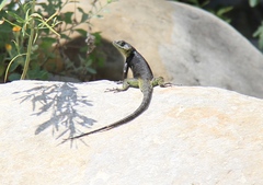 Sceloporus oberon