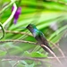 Charming Hummingbird - Photo (c) Don Lipmanson, some rights reserved (CC BY-NC), uploaded by Don Lipmanson