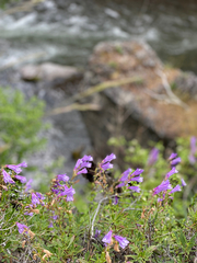 Penstemon fruticosus