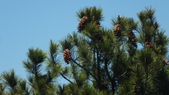 Pinus stylesii