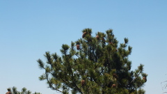 Pinus stylesii