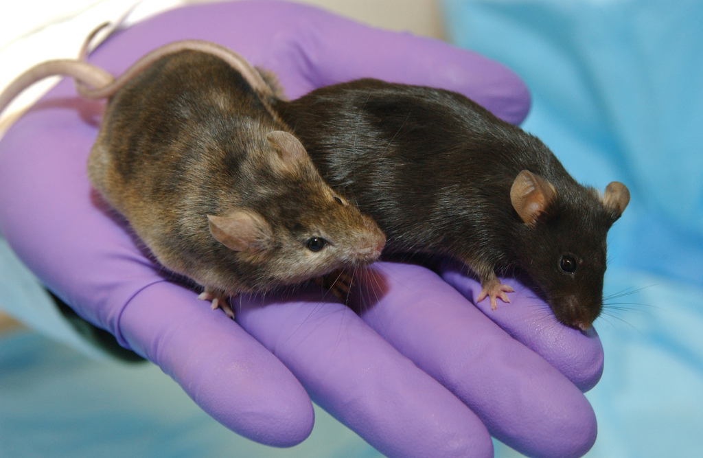House Mouse (Mus musculus) - Know Your Mammals