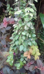Sphyrospermum buxifolium