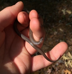 Carphophis amoenus amoenus