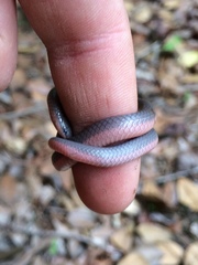 Carphophis amoenus amoenus