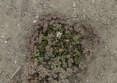 Polycarpon tetraphyllum tetraphyllum