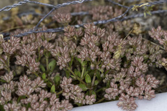 Polycarpon tetraphyllum tetraphyllum