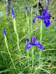 Iris latifolia