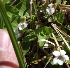 Viola pallens