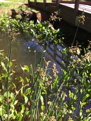 Schoenoplectus lacustris