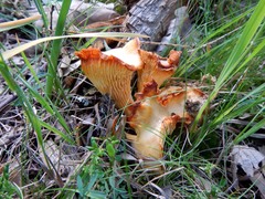 Cantharellus pallens