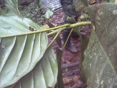 Magnolia hernandezii