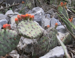 Opuntia stenopetala
