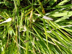 Thisanotia chrysonuchella