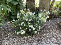 Brunfelsia americana