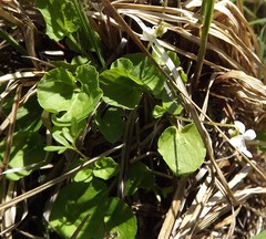 Viola pallens