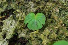 Epithema ceylanicum