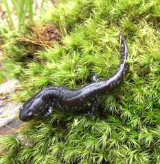 Mabee's Salamander photo 2