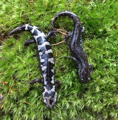Mabee's Salamander photo 5