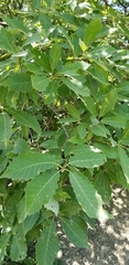 Quercus prinoides