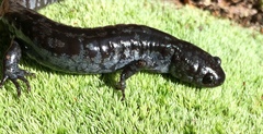 Mabee's Salamander photo 4