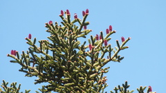 Abies vejarii