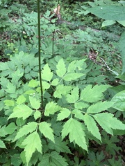 Actaea pachypoda