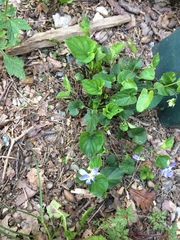 Rostratae
