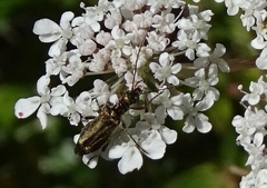 Oedemera barbara