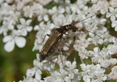 Oedemera barbara