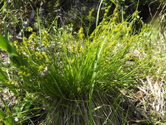 Stellulatae