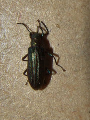 Strongylium crenatum