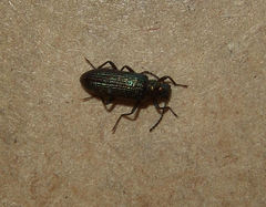 Strongylium crenatum