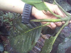 Magnolia hernandezii