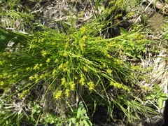 Stellulatae