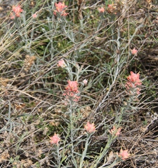 Castilleja lanata