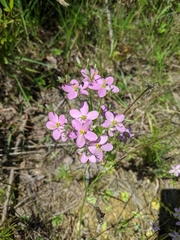 Sabatia angularis