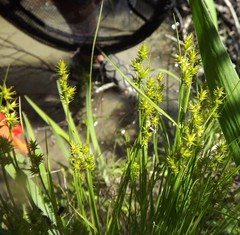 Stellulatae