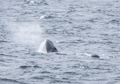 Megaptera novaeangliae australis
