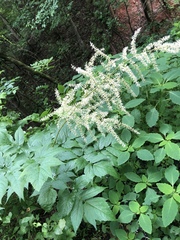 Astilbe biternata