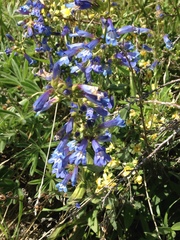 Penstemon