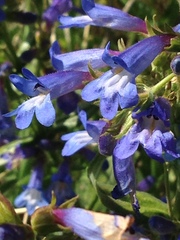 Penstemon
