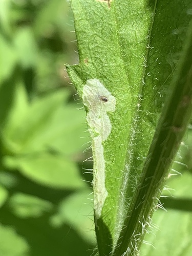 Calycomyza humeralis (Roser, 1840)