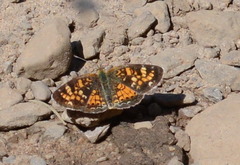Phyciodes batesii