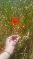 Castilleja affinis