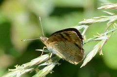 Phyciodes batesii