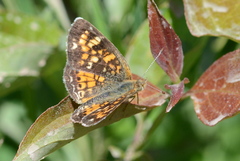 Phyciodes batesii