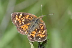 Phyciodes batesii