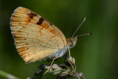 Phyciodes batesii