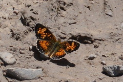 Phyciodes batesii